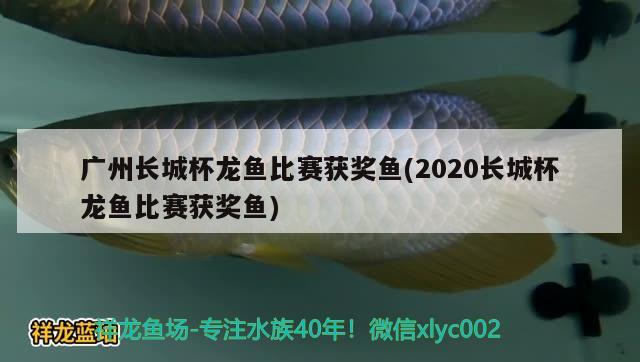 广州长城杯龙鱼比赛获奖鱼(2020长城杯龙鱼比赛获奖鱼)