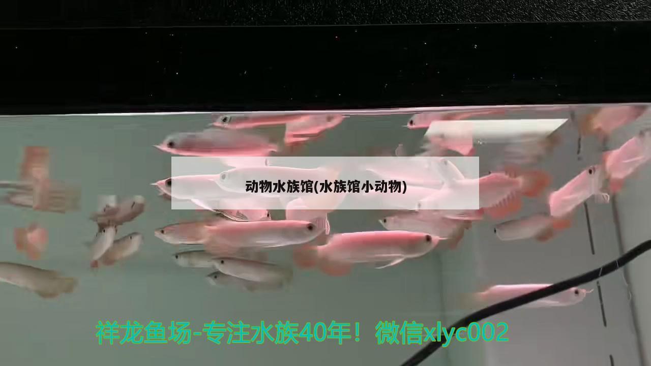 动物水族馆(水族馆小动物)