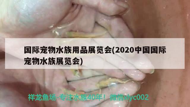 国际宠物水族用品展览会(2020中国国际宠物水族展览会) 水族展会