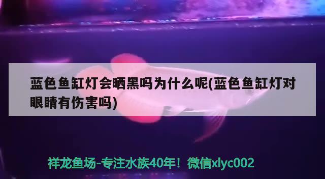 蓝色鱼缸灯会晒黑吗为什么呢(蓝色鱼缸灯对眼睛有伤害吗) 金三间鱼