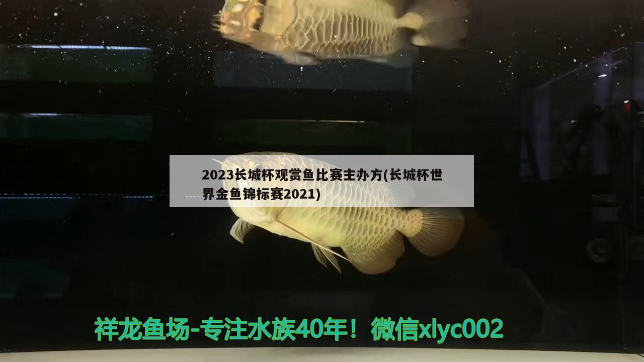 2023长城杯观赏鱼比赛主办方(长城杯世界金鱼锦标赛2021)