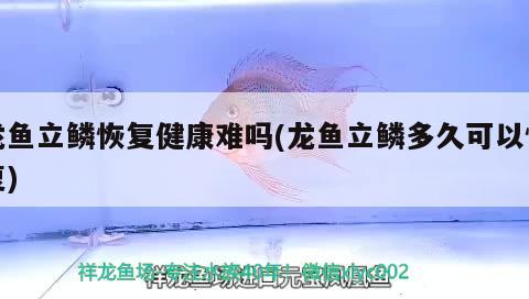 龙鱼立鳞恢复健康难吗(龙鱼立鳞多久可以恢复) 2024第28届中国国际宠物水族展览会CIPS（长城宠物展2024 CIPS）