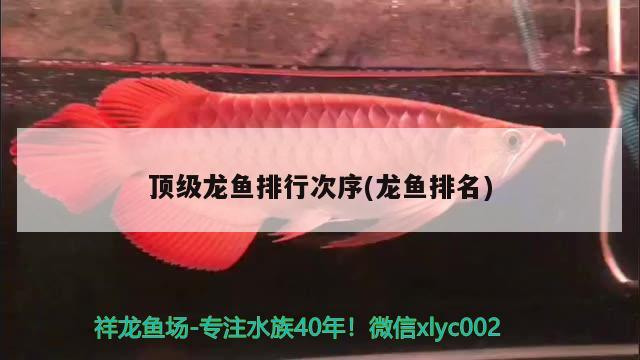 顶级龙鱼排行次序(龙鱼排名) 2024第28届中国国际宠物水族展览会CIPS（长城宠物展2024 CIPS）