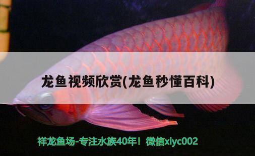 龙鱼视频欣赏(龙鱼秒懂百科) 2024第28届中国国际宠物水族展览会CIPS（长城宠物展2024 CIPS）