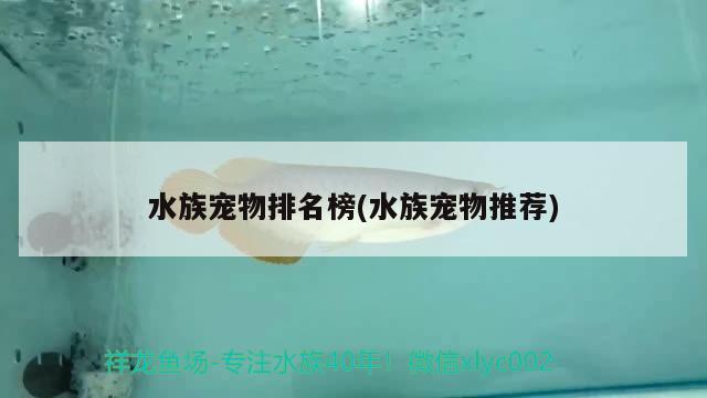 水族宠物排名榜(水族宠物推荐)