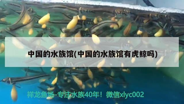 中国的水族馆(中国的水族馆有虎鲸吗) 2024第28届中国国际宠物水族展览会CIPS（长城宠物展2024 CIPS）