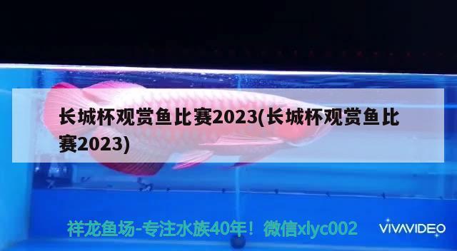 长城杯观赏鱼比赛2023(长城杯观赏鱼比赛2023)