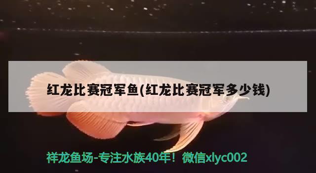 红龙比赛冠军鱼(红龙比赛冠军多少钱) 2024第28届中国国际宠物水族展览会CIPS（长城宠物展2024 CIPS）