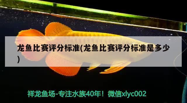 龙鱼比赛评分标准(龙鱼比赛评分标准是多少) 2024第28届中国国际宠物水族展览会CIPS（长城宠物展2024 CIPS）