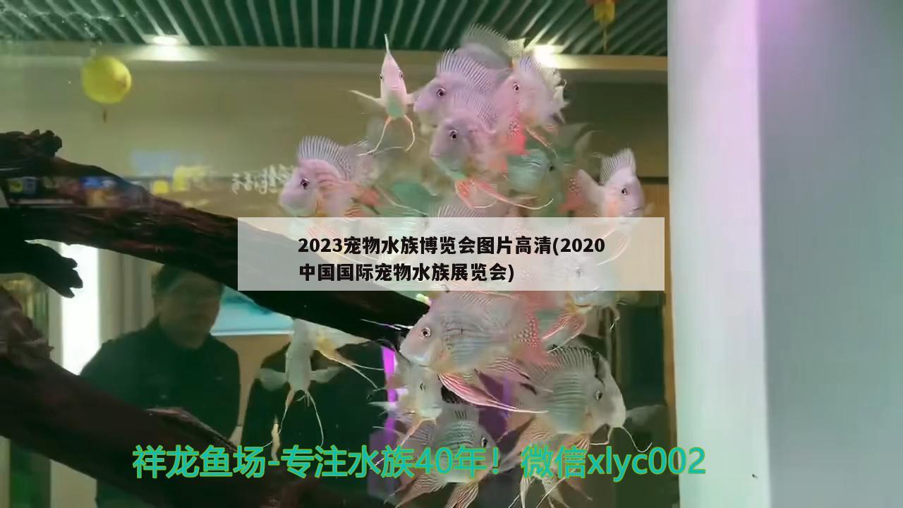 2023宠物水族博览会图片高清(2020中国国际宠物水族展览会) 水族展会