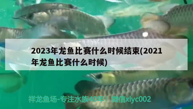 2023年龙鱼比赛什么时候结束(2021年龙鱼比赛什么时候)