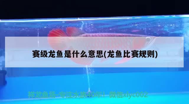 赛级龙鱼是什么意思(龙鱼比赛规则) 2024第28届中国国际宠物水族展览会CIPS（长城宠物展2024 CIPS）