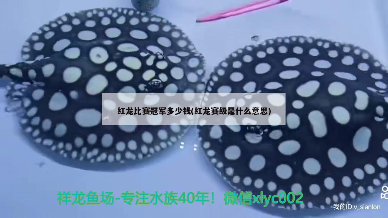 红龙比赛冠军多少钱(红龙赛级是什么意思) 2024第28届中国国际宠物水族展览会CIPS（长城宠物展2024 CIPS）