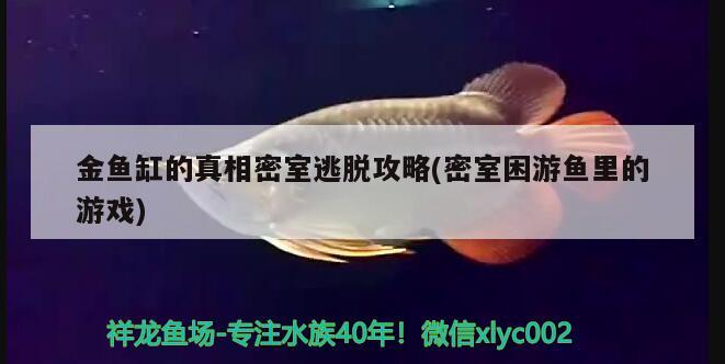 金鱼缸的真相密室逃脱攻略(密室困游鱼里的游戏) 观赏鱼水族批发市场