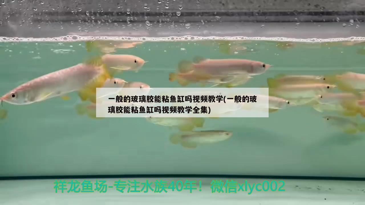 一般的玻璃胶能粘鱼缸吗视频教学(一般的玻璃胶能粘鱼缸吗视频教学全集) 非洲金鼓鱼