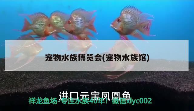 宠物水族博览会(宠物水族馆) 2024第28届中国国际宠物水族展览会CIPS（长城宠物展2024 CIPS）