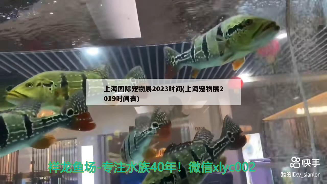 上海国际宠物展2023时间(上海宠物展2019时间表)