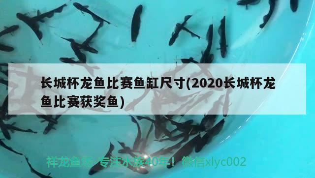 长城杯龙鱼比赛鱼缸尺寸(2020长城杯龙鱼比赛获奖鱼)