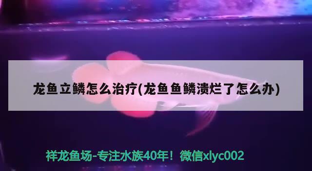 龙鱼立鳞怎么治疗(龙鱼鱼鳞溃烂了怎么办) 2024第28届中国国际宠物水族展览会CIPS（长城宠物展2024 CIPS）