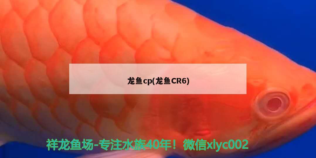 龙鱼cp(龙鱼CR6) 2024第28届中国国际宠物水族展览会CIPS（长城宠物展2024 CIPS）