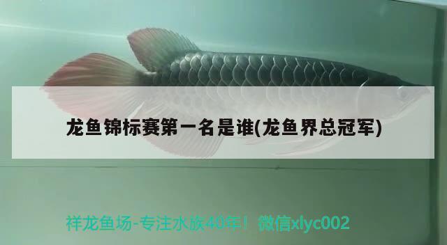 龙鱼锦标赛第一名是谁(龙鱼界总冠军) 2024第28届中国国际宠物水族展览会CIPS（长城宠物展2024 CIPS）