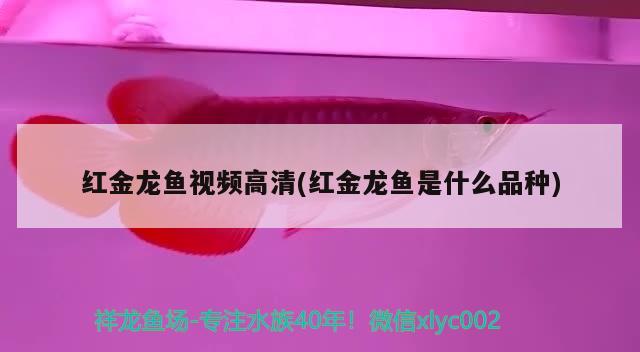 红金龙鱼视频高清(红金龙鱼是什么品种) 2024第28届中国国际宠物水族展览会CIPS（长城宠物展2024 CIPS）