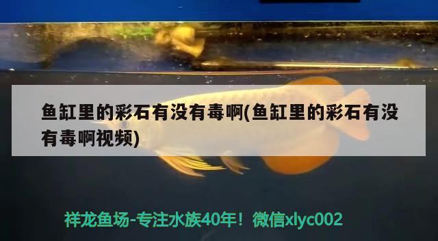 鱼缸里的彩石有没有毒啊(鱼缸里的彩石有没有毒啊视频) 定时器/自控系统