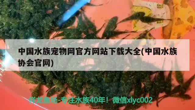 中国水族宠物网官方网站下载大全(中国水族协会官网)