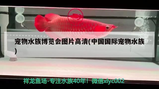 宠物水族博览会图片高清(中国国际宠物水族)