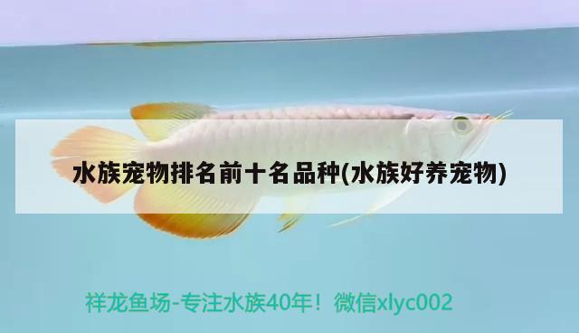 水族宠物排名前十名品种(水族好养宠物)