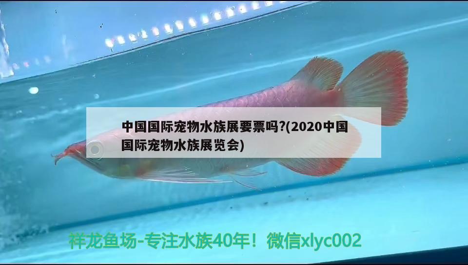 中国国际宠物水族展要票吗?(2020中国国际宠物水族展览会)