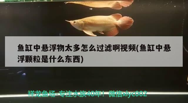 鱼缸中悬浮物太多怎么过滤啊视频(鱼缸中悬浮颗粒是什么东西)