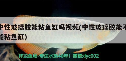 中性玻璃胶能粘鱼缸吗视频(中性玻璃胶能不能粘鱼缸)