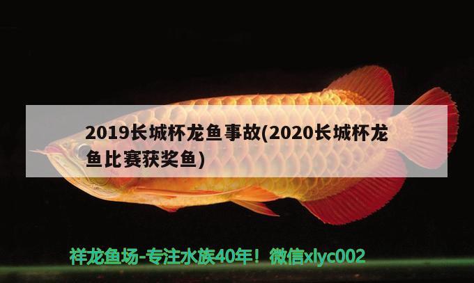 2019长城杯龙鱼事故(2020长城杯龙鱼比赛获奖鱼) 2024第28届中国国际宠物水族展览会CIPS（长城宠物展2024 CIPS）