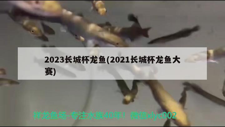 2023长城杯龙鱼(2021长城杯龙鱼大赛)