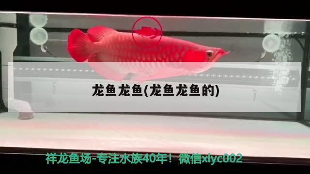 龙鱼龙鱼(龙鱼龙鱼的) 2024第28届中国国际宠物水族展览会CIPS（长城宠物展2024 CIPS）