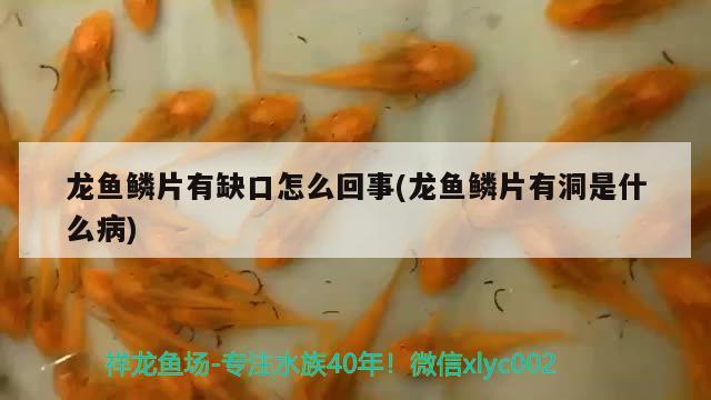 龙鱼鳞片有缺口怎么回事(龙鱼鳞片有洞是什么病) 2024第28届中国国际宠物水族展览会CIPS（长城宠物展2024 CIPS）