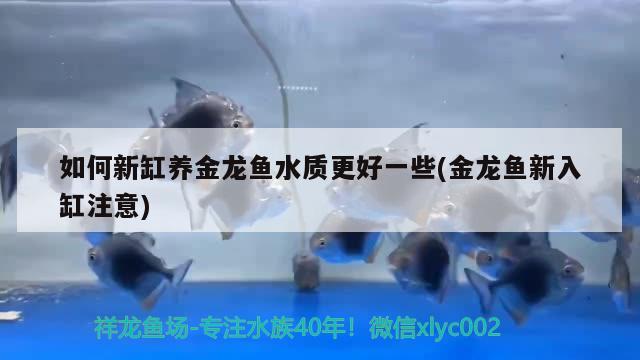 如何新缸养金龙鱼水质更好一些(金龙鱼新入缸注意) 龙鱼批发 第1张