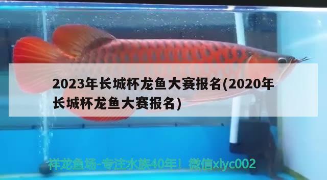 2023年长城杯龙鱼大赛报名(2020年长城杯龙鱼大赛报名)