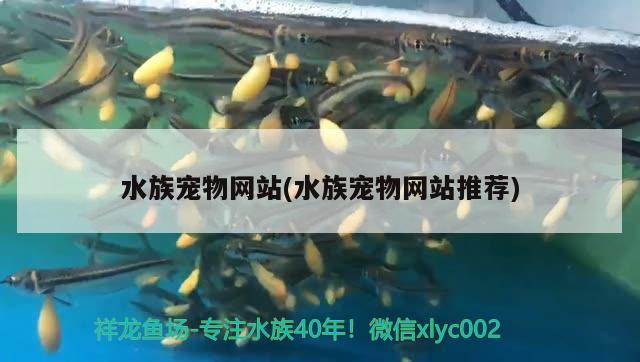 水族宠物网站(水族宠物网站推荐)