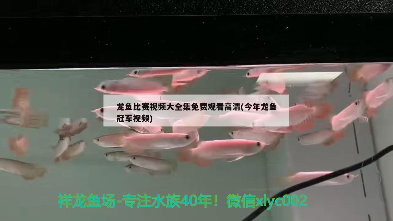 龙鱼比赛视频大全集免费观看高清(今年龙鱼冠军视频) 2024第28届中国国际宠物水族展览会CIPS（长城宠物展2024 CIPS）