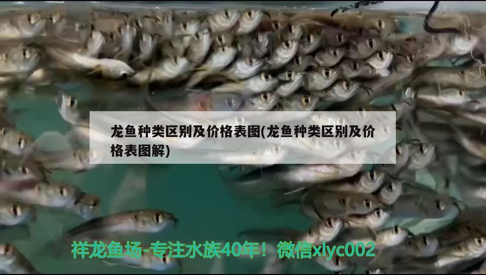 龙鱼种类区别及价格表图(龙鱼种类区别及价格表图解) 2024第28届中国国际宠物水族展览会CIPS（长城宠物展2024 CIPS）