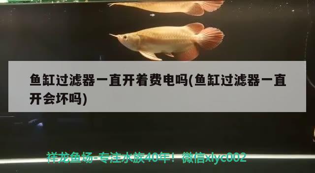 鱼缸过滤器一直开着费电吗(鱼缸过滤器一直开会坏吗) 慈雕鱼 第2张