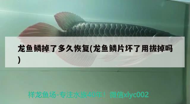 龙鱼鳞掉了多久恢复(龙鱼鳞片坏了用拔掉吗) 2024第28届中国国际宠物水族展览会CIPS（长城宠物展2024 CIPS）