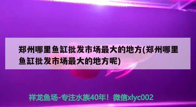 郑州哪里鱼缸批发市场最大的地方(郑州哪里鱼缸批发市场最大的地方呢)