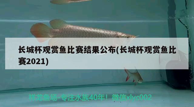 长城杯观赏鱼比赛结果公布(长城杯观赏鱼比赛2021)