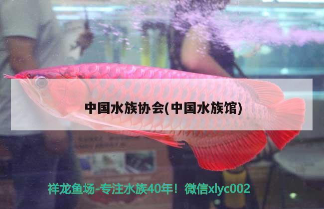 中国水族协会(中国水族馆) 2024第28届中国国际宠物水族展览会CIPS（长城宠物展2024 CIPS）