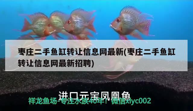 枣庄二手鱼缸转让信息网最新(枣庄二手鱼缸转让信息网最新招聘)