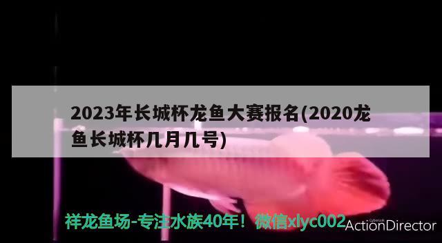 2023年长城杯龙鱼大赛报名(2020龙鱼长城杯几月几号) 2024第28届中国国际宠物水族展览会CIPS（长城宠物展2024 CIPS）