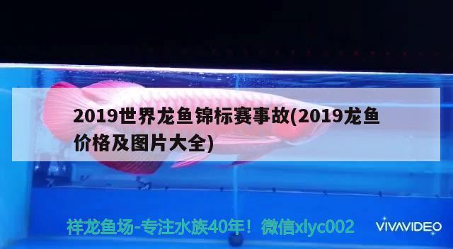 2019世界龙鱼锦标赛事故(2019龙鱼价格及图片大全) 2024第28届中国国际宠物水族展览会CIPS（长城宠物展2024 CIPS） 第1张